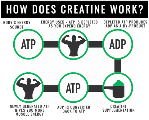 How does creatine work